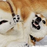 Shiba Inu và Dogecoin tiếp tục chiến đấu tăng trưởng mạnh
